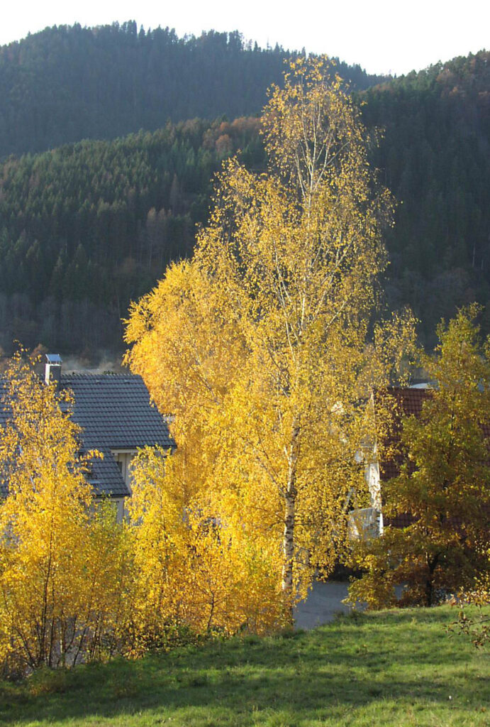 Bunt sind schon die Wälder - auf ins Laub