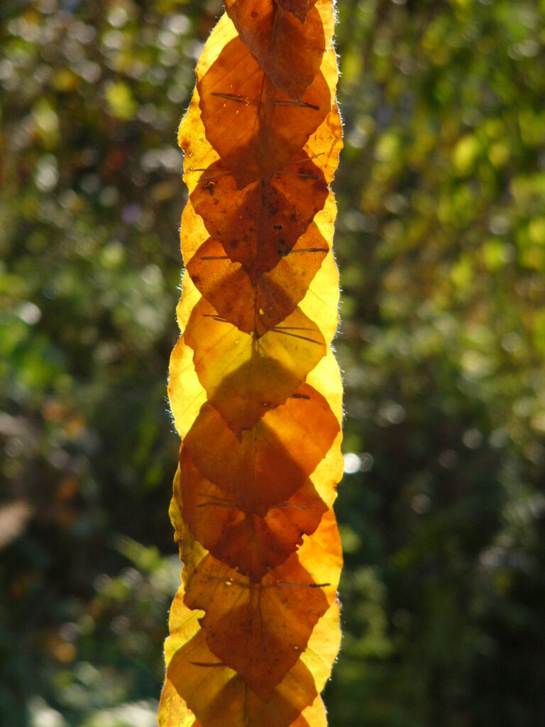 Bunt sind schon die Wälder - auf ins Laub