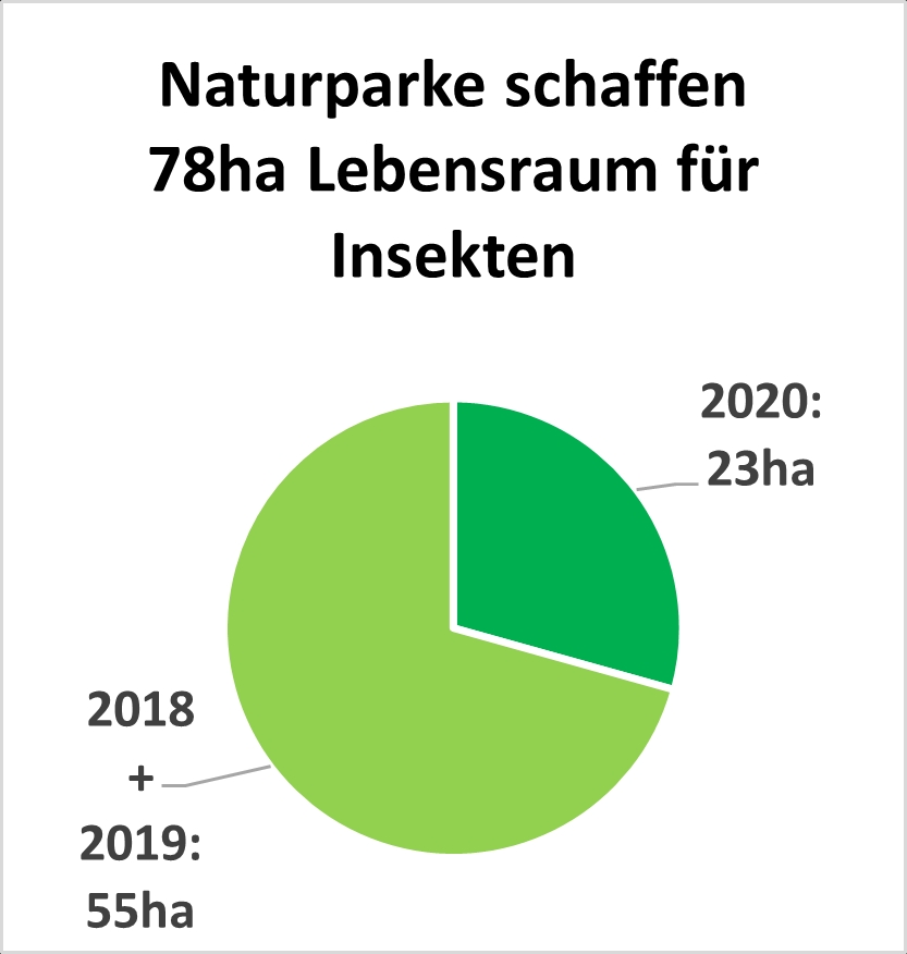 Das Projekt „Blühende Naturparke“ im Überblick: Im Rahmen einer landesweiten Kampagne engagieren sich die Naturparke Baden-Württembergs für den Insektenschutz. Insekten benötigen geeigneten Lebensraum und ganzjährige Nahrungsquellen. Die Suche nach einem geeigneten Habitat mit ausreichend Futterquellen kann sich insbesondere für spezialisierte Arten als schwierig darstellen. Über das Projekt Blühende Naturparke werden Flächen wieder artenreicher, indem sie mit standortangepassten, gebietsheimischen und mehrjährigen Wildblumensamen eingesät werden und/oder das Pflegemanagement umgestellt wird. Vielfältige Blühwiesen mit einem breiten Nahrungsangebot für Insekten sollen durch diese Initiative entstehen. Zur Projektteilnahme sind alle eingeladen: Städte und Gemeinden, Unternehmen, Landwirte und Privatleute. Egal ob große oder kleine Fläche: jede neue Wildblumenwiese stellt einen Trittstein mit wertvollem Habitat dar! Mindestens ebenso wichtig für die Naturparke ist die Sensibilisierung der Gesellschaft für den Insektenschutz. So bieten die Naturparke beispielsweise Lehr- und Informationsveranstaltungen an, binden Schulen oder Kindergärten in das aktive Anlegen von Wildblumenwiesen ein und stellen umweltpädagogisches Material bereit. Mehr Informationen zum Projekt und den Teilnahmemöglichkeiten gibt es unter www.bluehende-naturparke.de oder info@bluehende-naturparke.de.