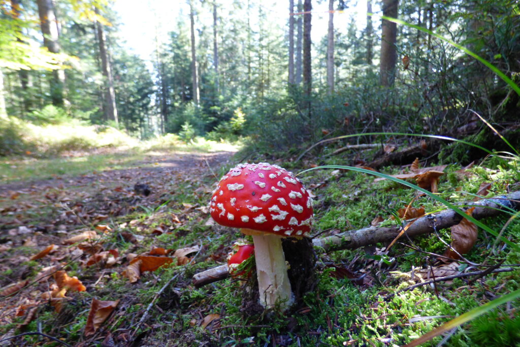 Alpirsbacher Tourentipp Premiumweg TANNENRIESEN Freudenstadt