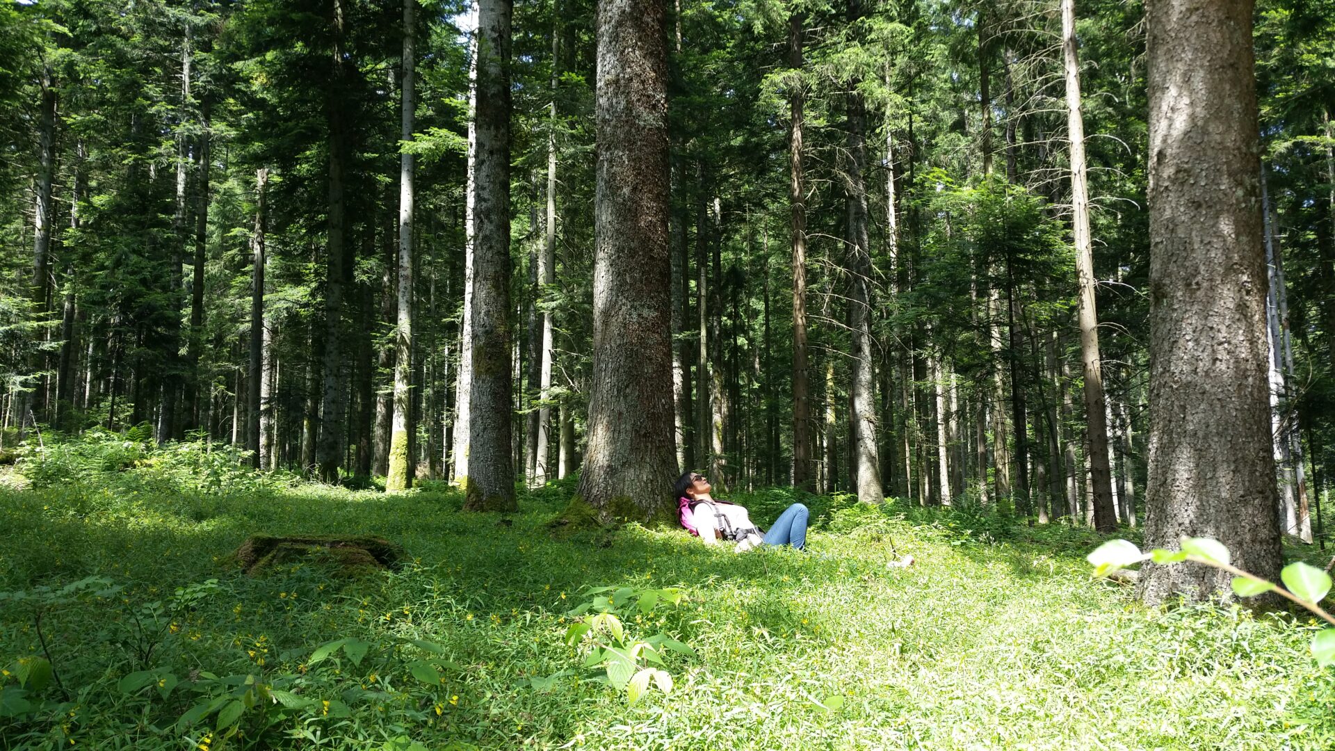 Lauschtour FDS - Entspannung unter Tannenriesen©Freudenstadt Tourismus