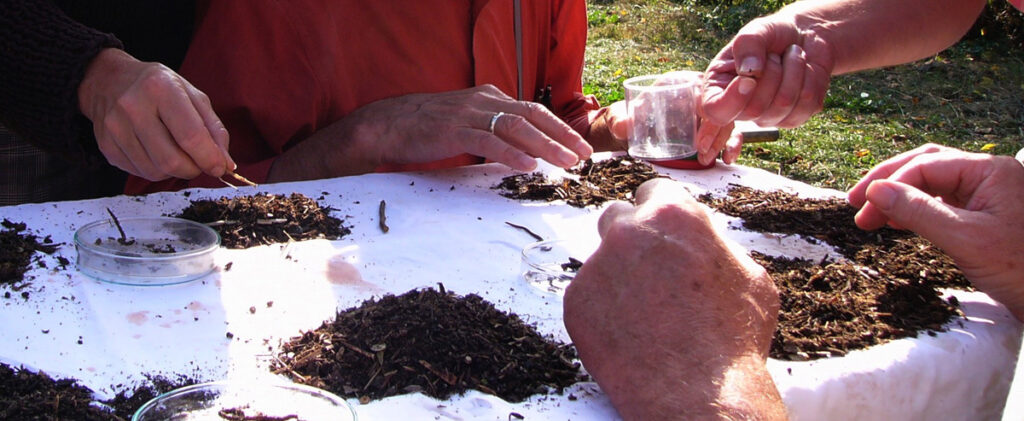 Bunt sind schon die Wälder - auf ins Laub