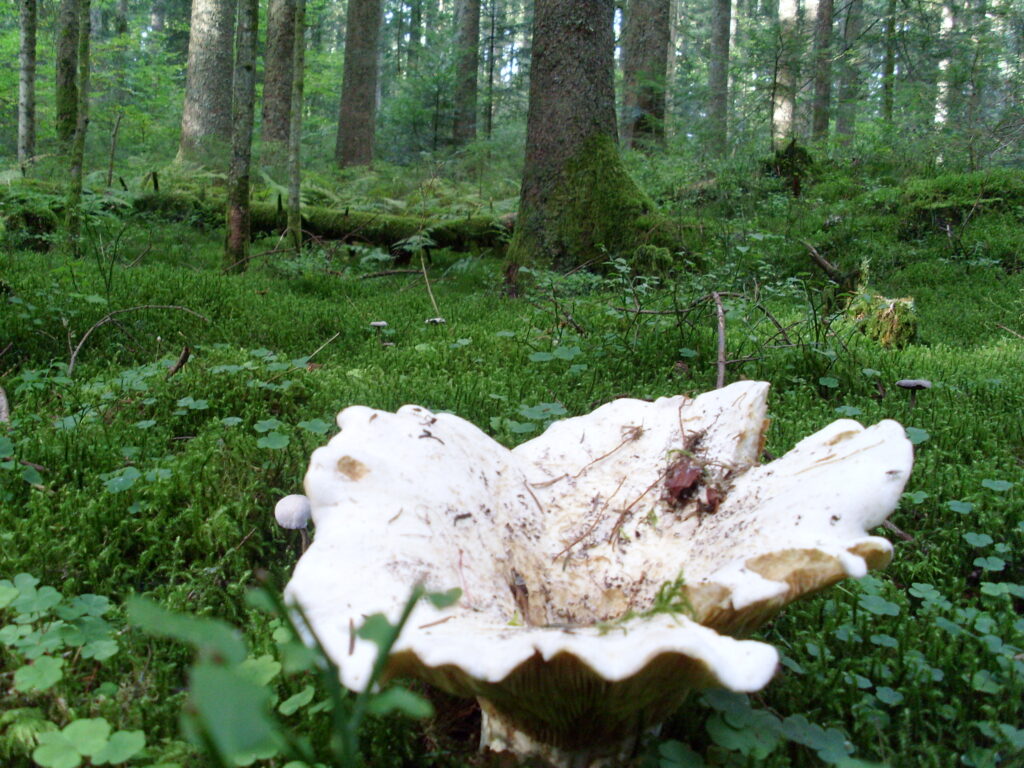 Alpirsbacher Tourentipp Premiumweg TANNENRIESEN Freudenstadt