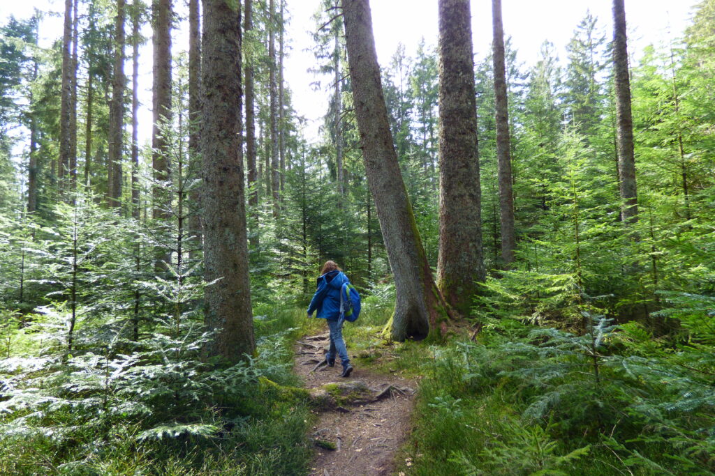 Alpirsbacher Tourentipp Premiumweg TANNENRIESEN Freudenstadt