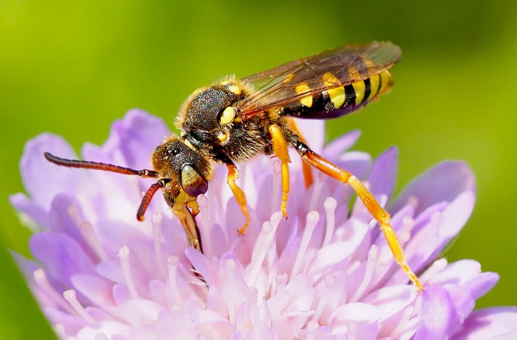 Wildbiene des Jahres 2021: die Mai-Langhornbiene