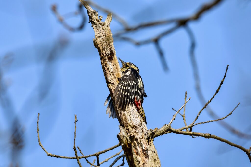 Tierporträt Buntspecht