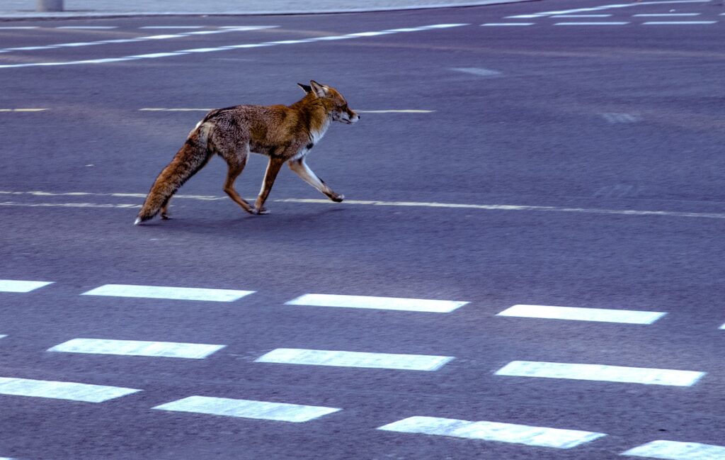 Tiersteckbrief Fuchs Rotfuchs