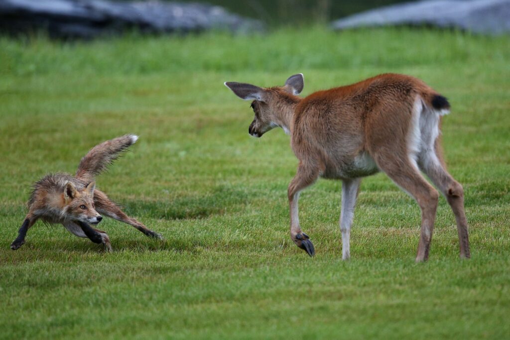 Tiersteckbrief Fuchs Rotfuchs