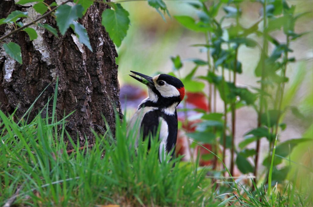 Tierporträt Buntspecht