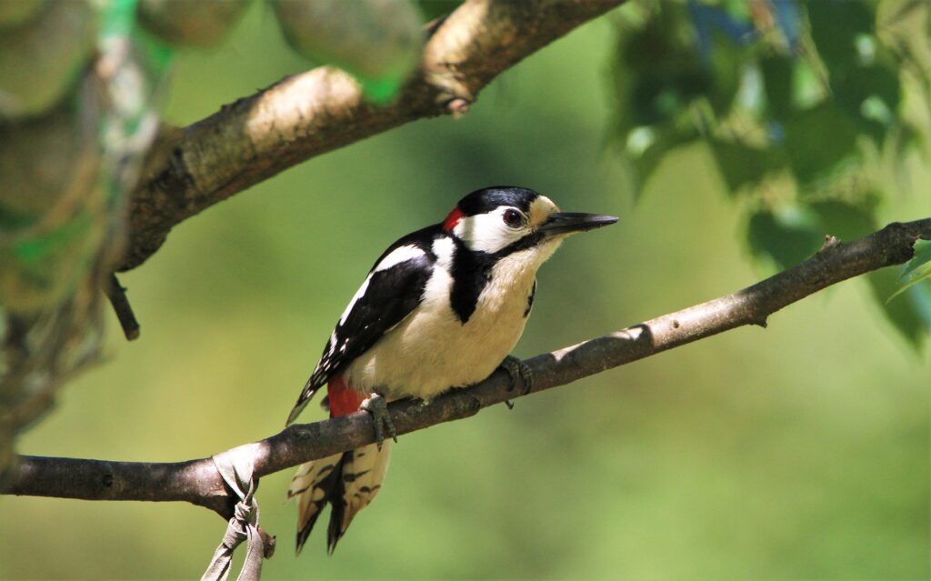 Tierporträt Buntspecht