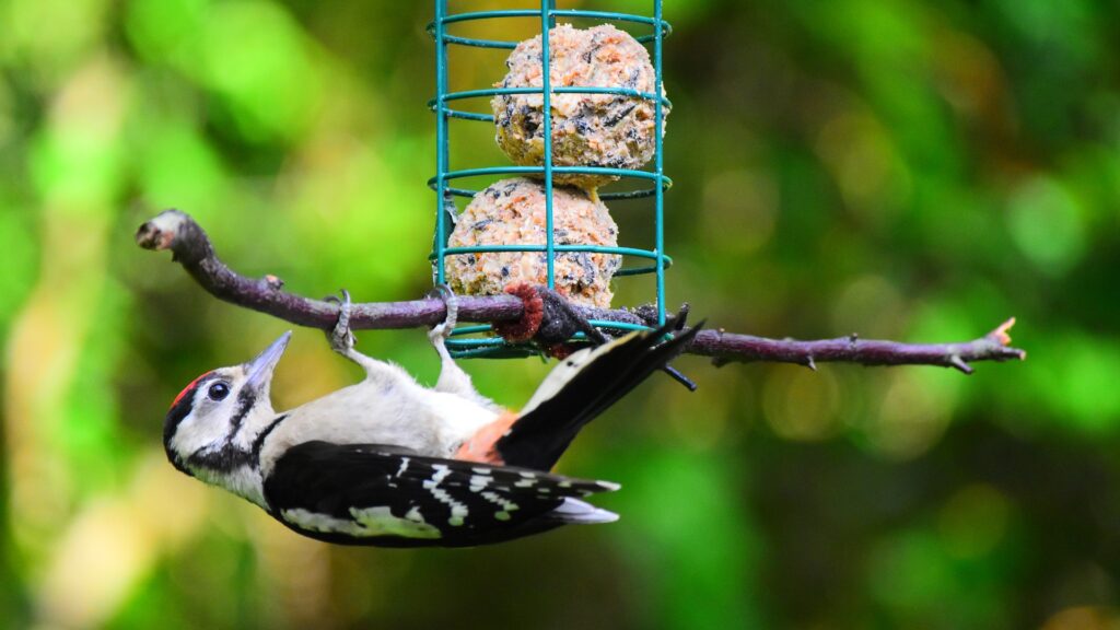 Tierporträt Buntspecht