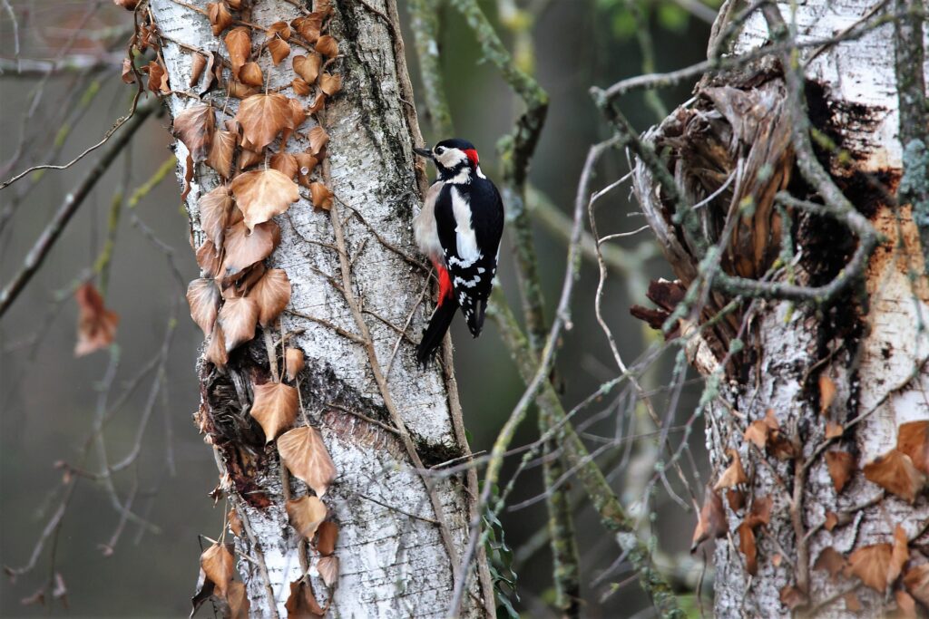 Tierporträt Buntspecht