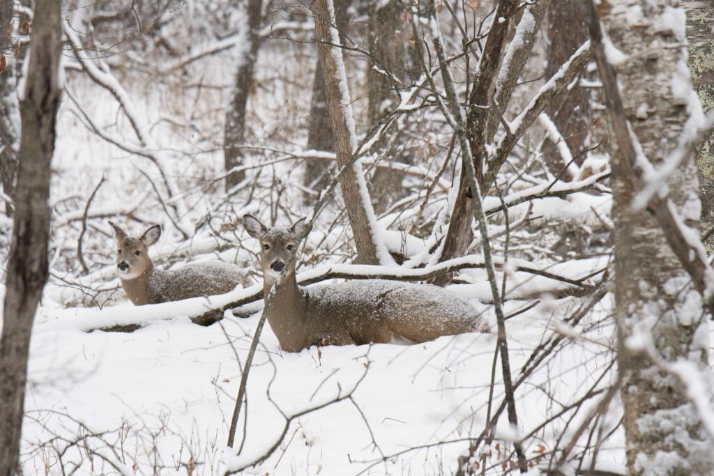 Winterspaß der Menschen und Winterruhe der Tiere