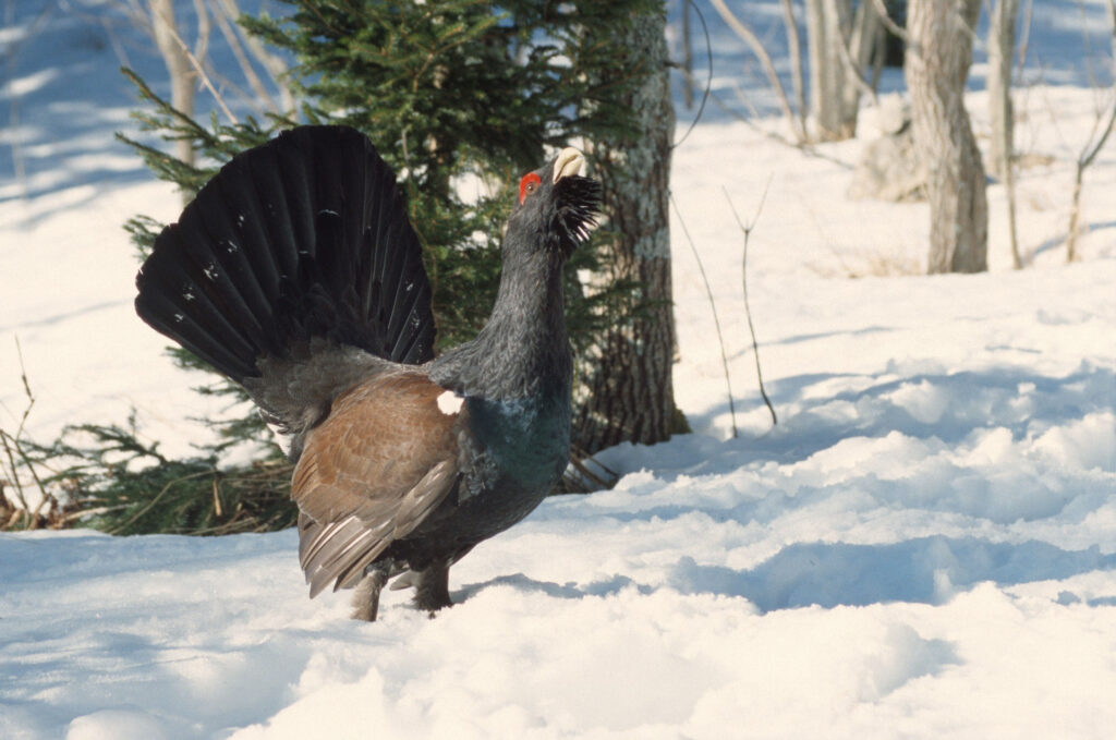 Winterspaß der Menschen und Winterruhe der Tiere