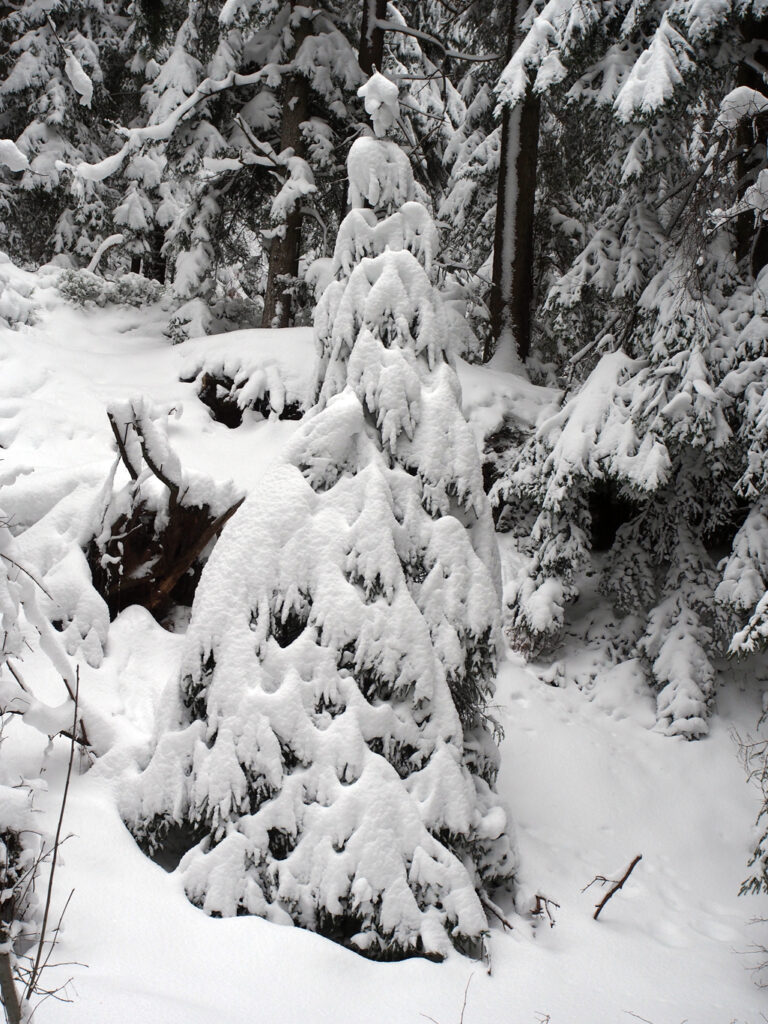 Wildpflanzenquiz Weißtanne - hier Fichte