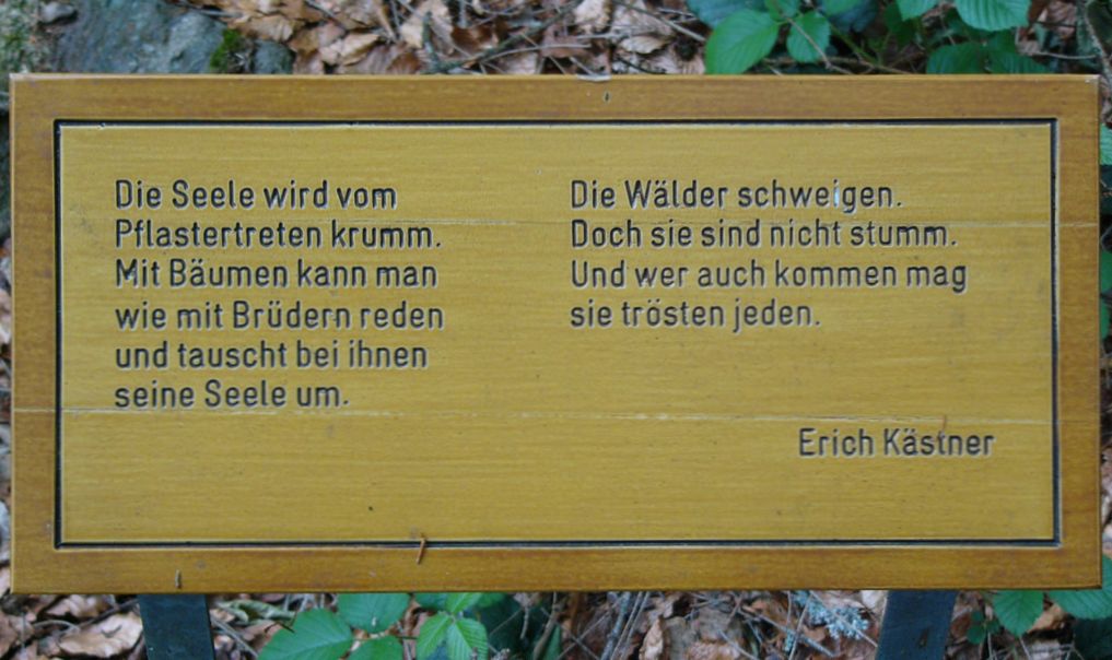 Wildpflanzenquiz Weißtanne