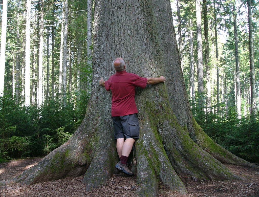 Wildpflanzenquiz Weißtanne