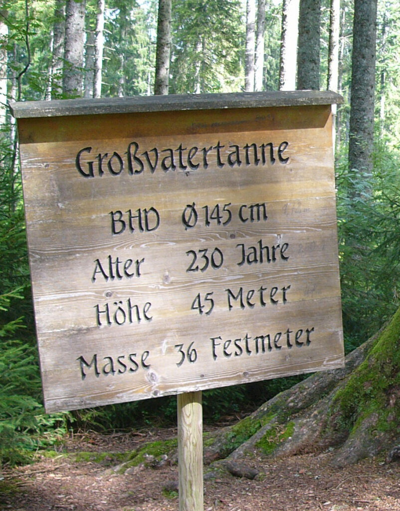 Wildpflanzenquiz Weißtanne