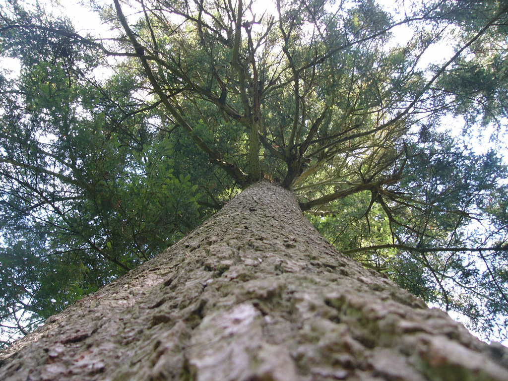 Wildpflanzenquiz Weißtanne