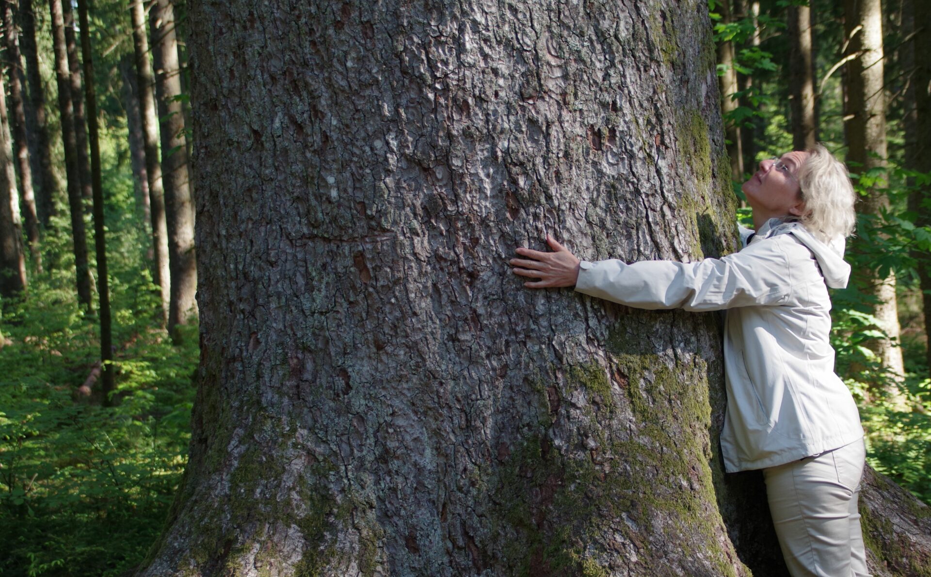 Wildpflanzenquiz Weißtanne