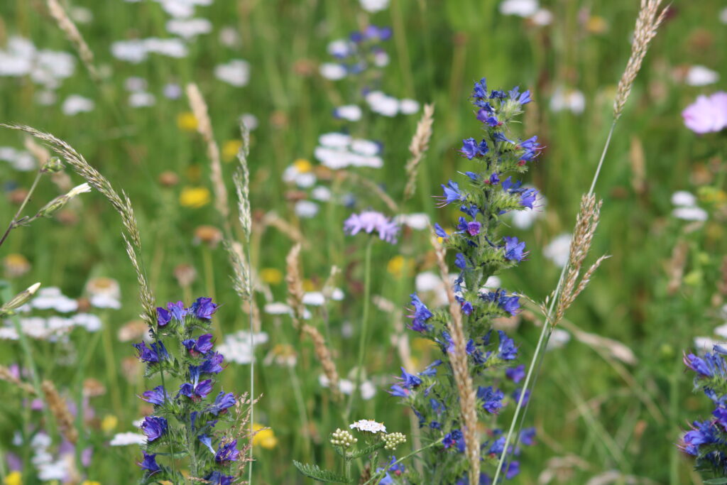 Wildblumenwiese Schritt 1 - Saatgutauswahl