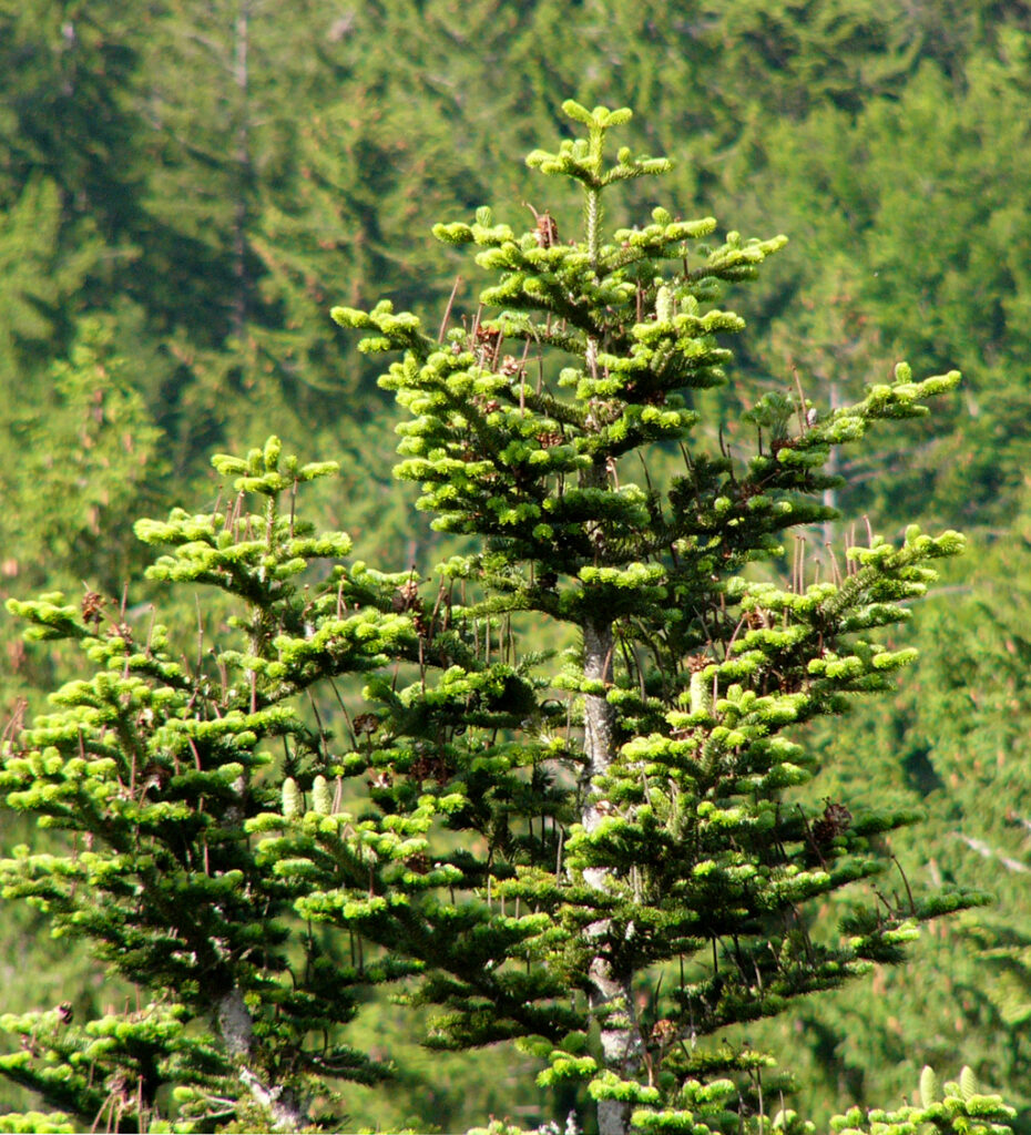 Wildpflanzenquiz Weißtanne