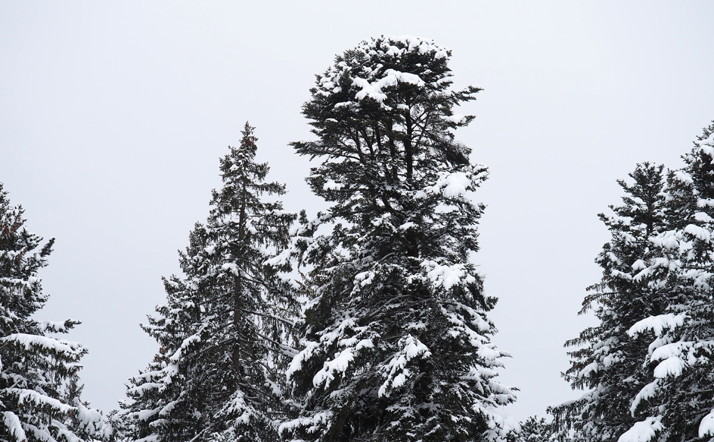 Wildpflanzenquiz Weißtanne