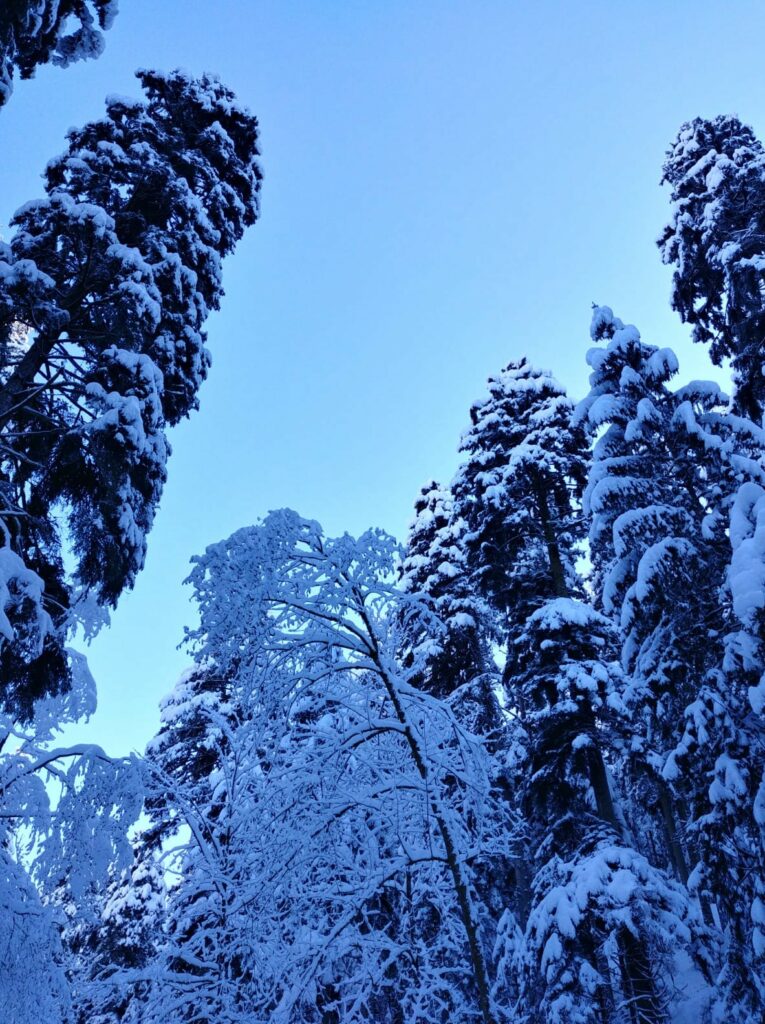 Wildpflanzenquiz Weißtanne