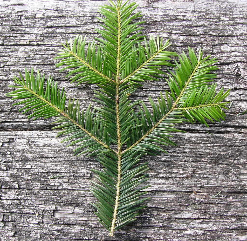 Wildpflanzenquiz Weißtanne