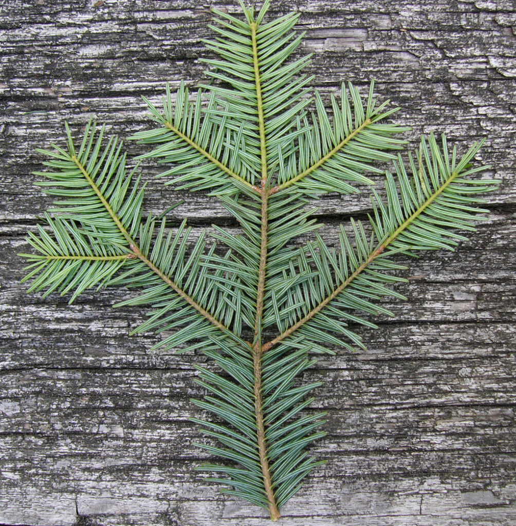 Wildpflanzenquiz Weißtanne