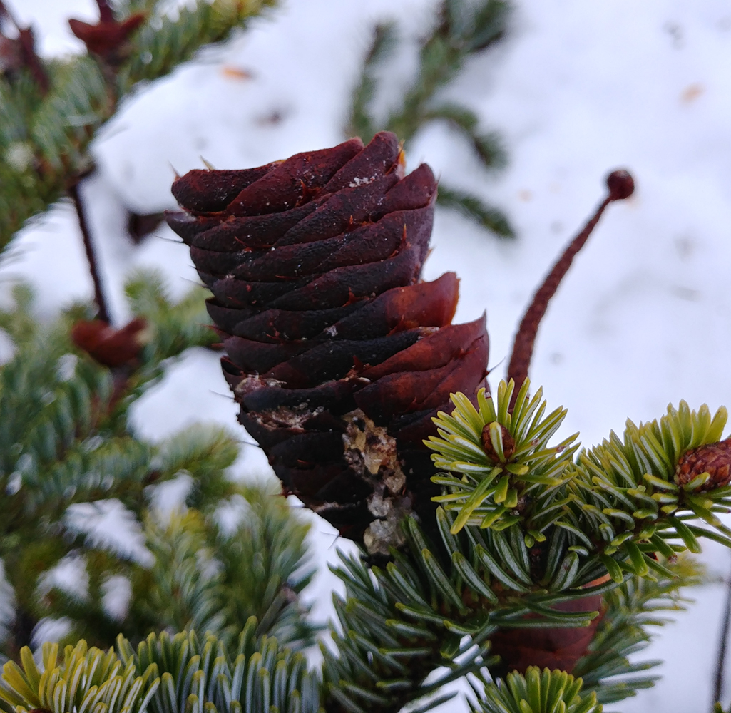 Wildpflanzenquiz Weißtanne