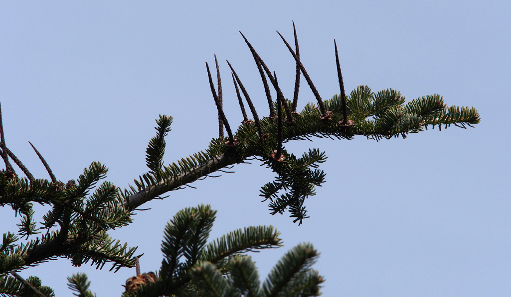 Wildpflanzenquiz Weißtanne