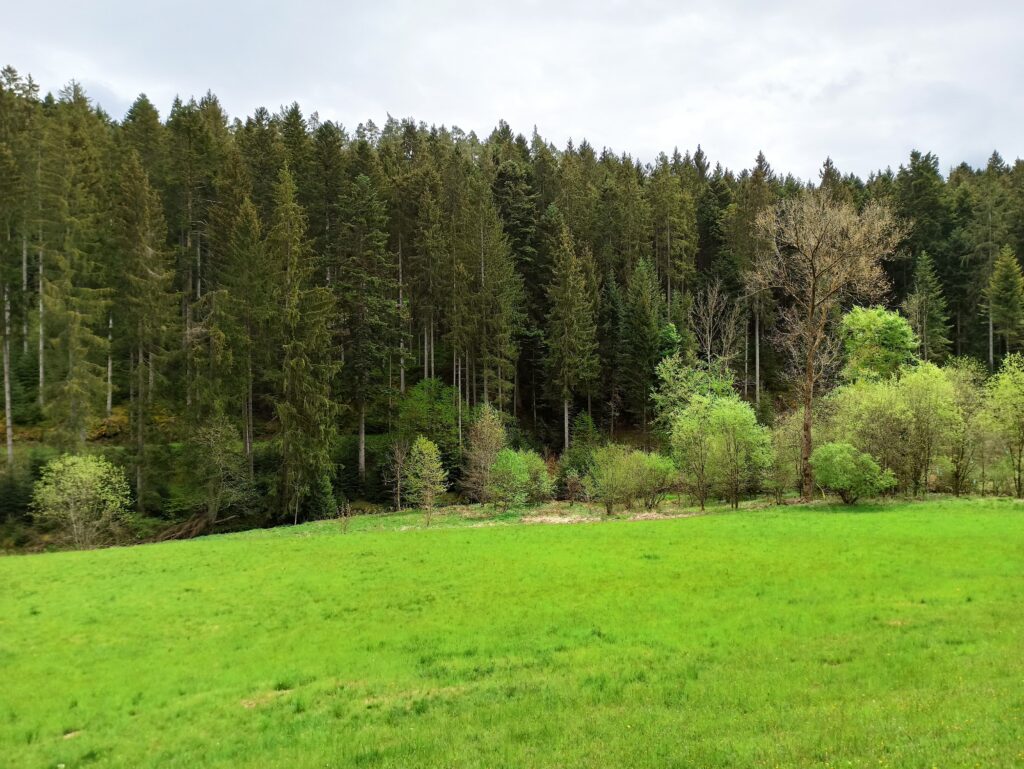 Alpirsbacher Tourentipp Zinsbachtal