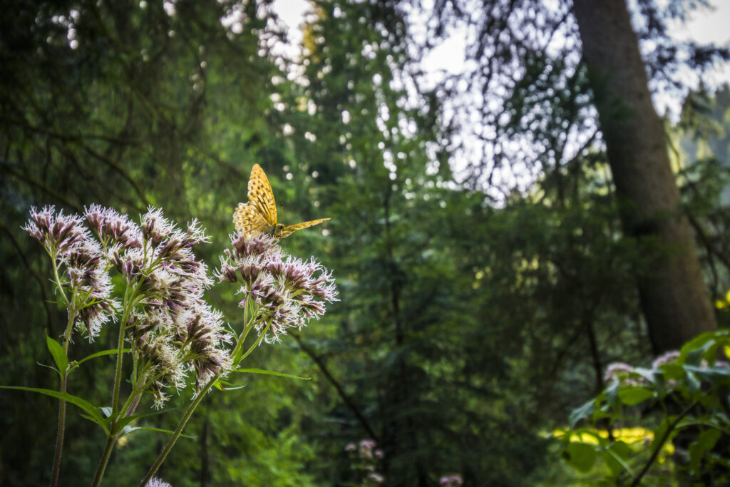 Alpirsbacher Tourentipp Zinsbachtal