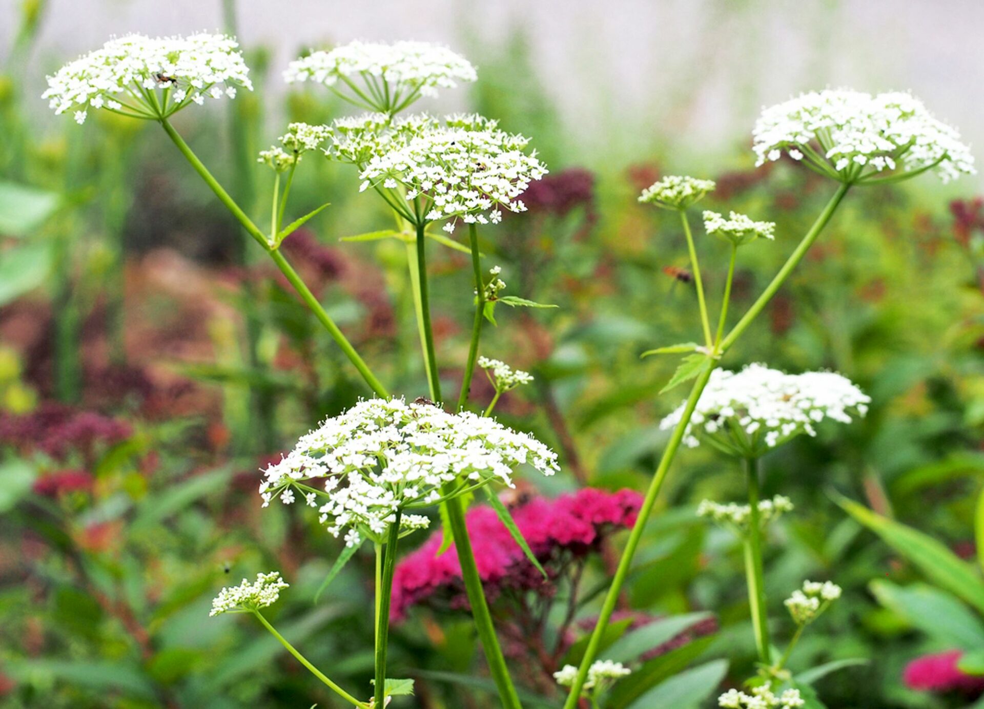 Kräuterquiz Giersch