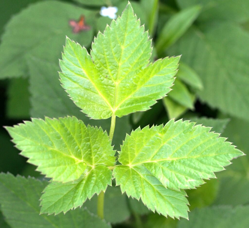 Kräuterquiz Giersch