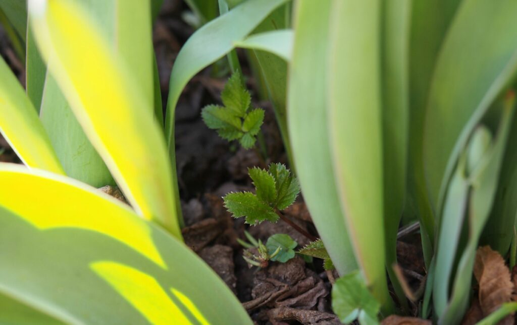 Kräuterquiz Giersch