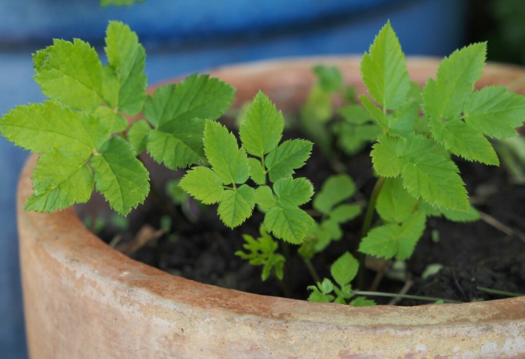 Kräuterquiz Giersch
