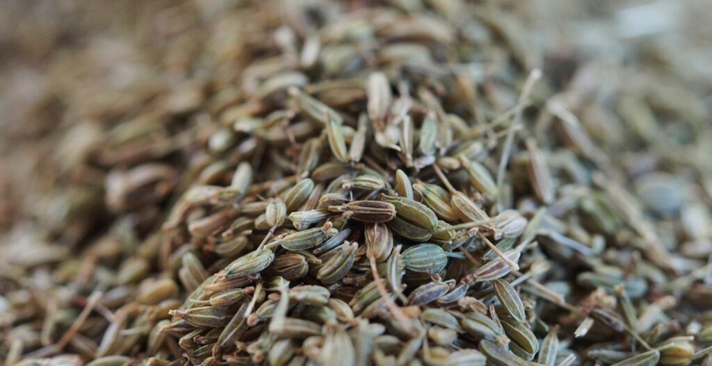 Kräuterquiz Giersch