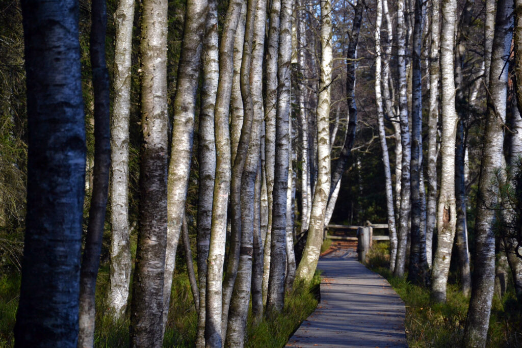 Masterplan Kaltenbronn - Zwischenbilanz