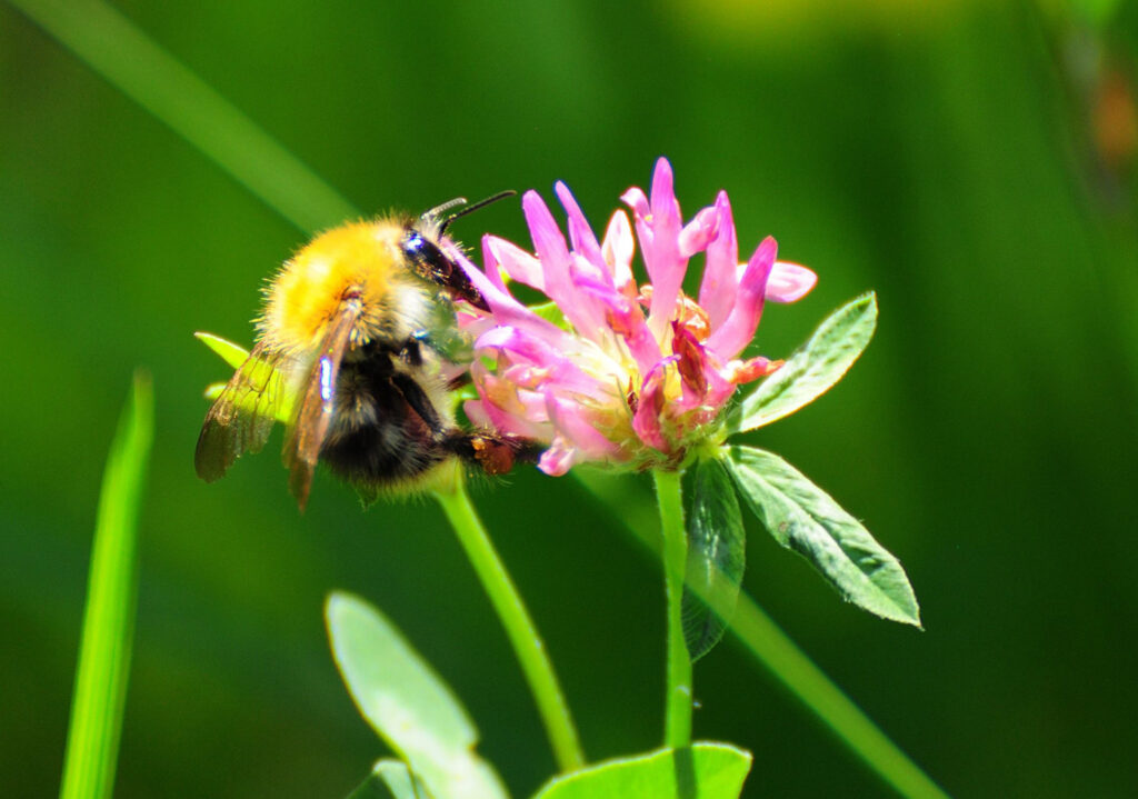 Naturpark-Detektive entdecken den Frühling