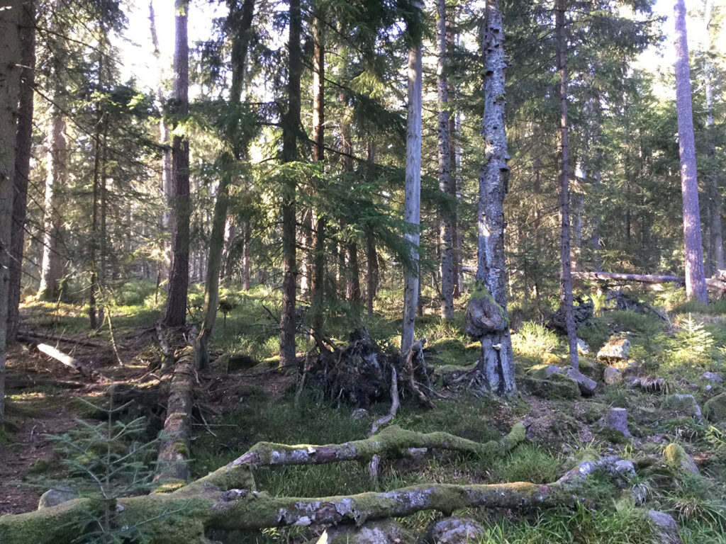 Masterplan Kaltenbronn - Zwischenbilanz