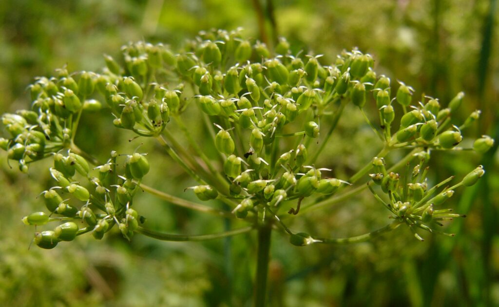 Kräuterquiz Giersch