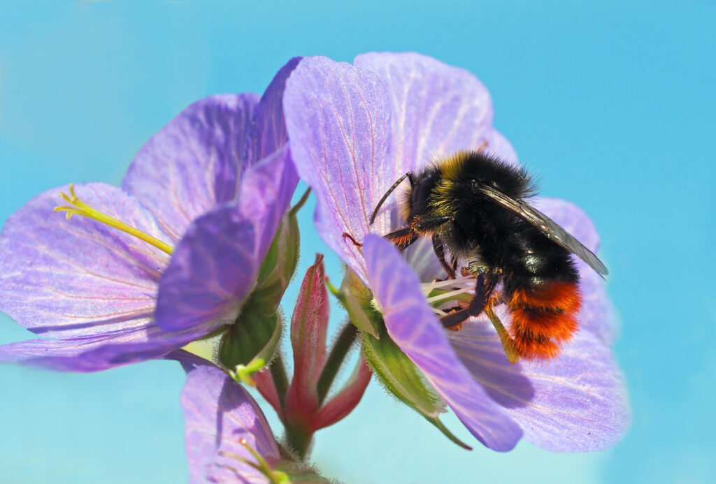 Naturpark-Detektive entdecken den Frühling