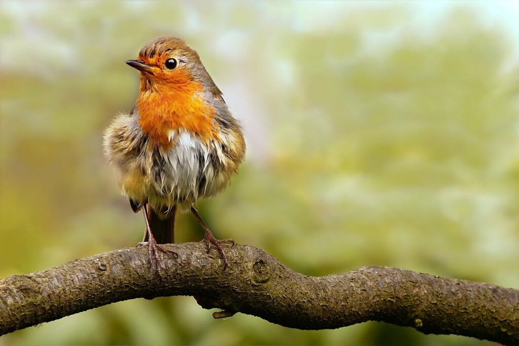 Vogel des Jahres 2021 - Rotkehlchen