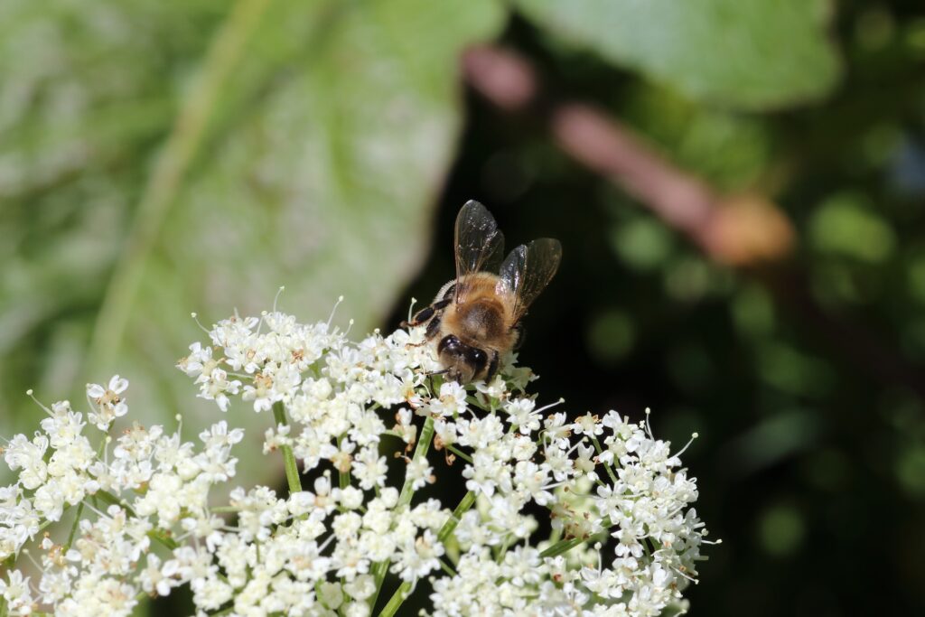 Kräuterquiz Giersch