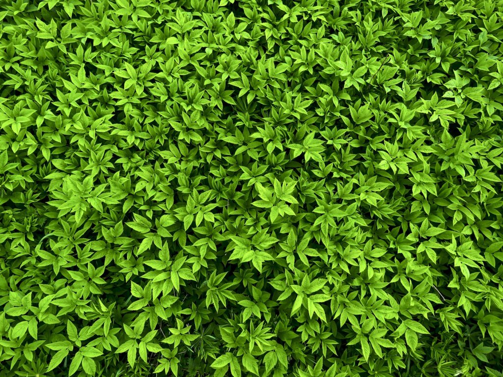 Kräuterquiz Giersch