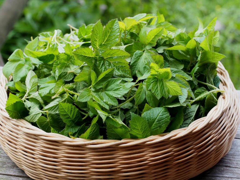 Kräuterquiz Giersch