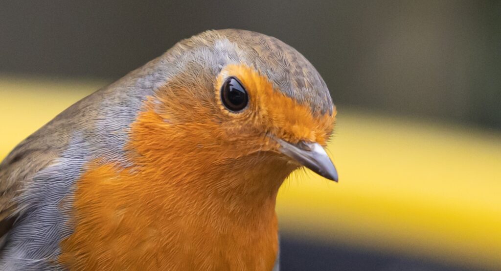 Vogel des Jahres 2021 - Rotkehlchen