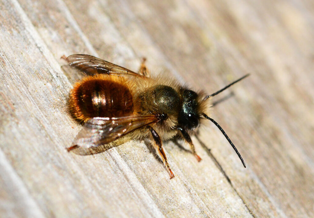 Naturpark-Detektive entdecken den Frühling